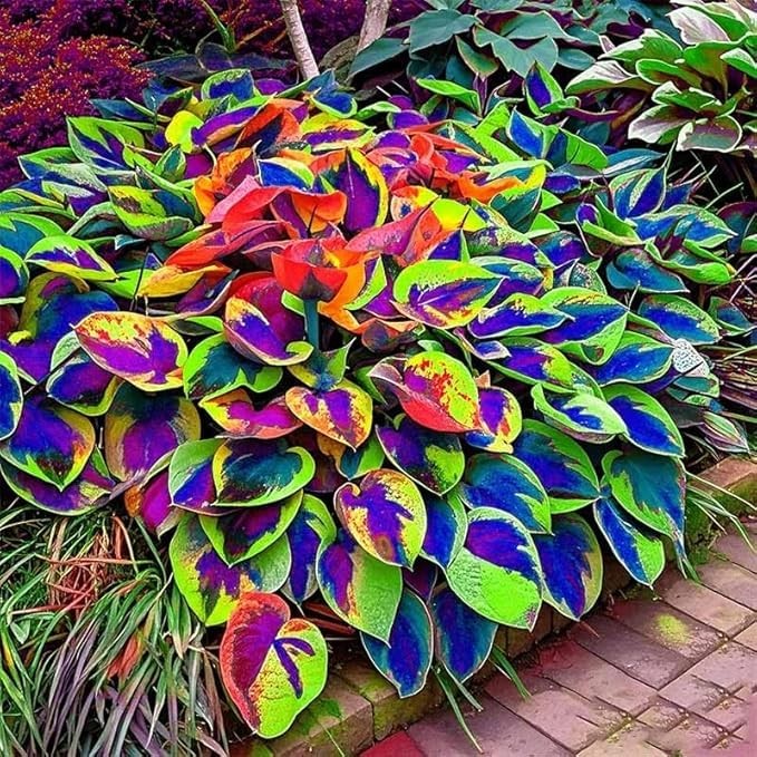 Hosta Seeds, 150 Pieces Perennial Ornamental Leaf Plant for Home Gardens, Out…