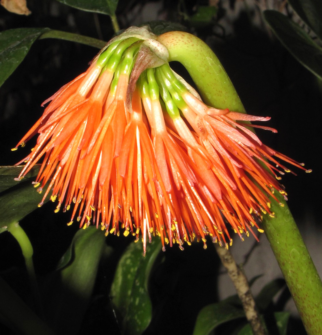 Scadoxus nutans 5 fresh SEEDS epiphyte Ethiopia