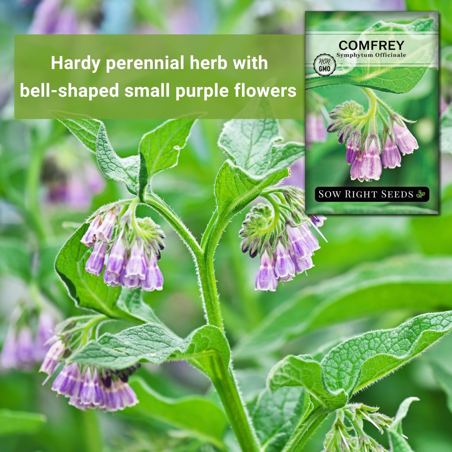– Comfrey Seeds for Planting – Non-GMO Heirloom Packet with Instructions to P…