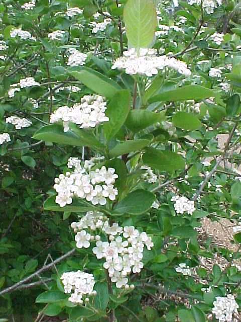 Black Chokeberry Shrub, Aronia melanocarpa, Seeds (Edible, Fall Color, Hardy)