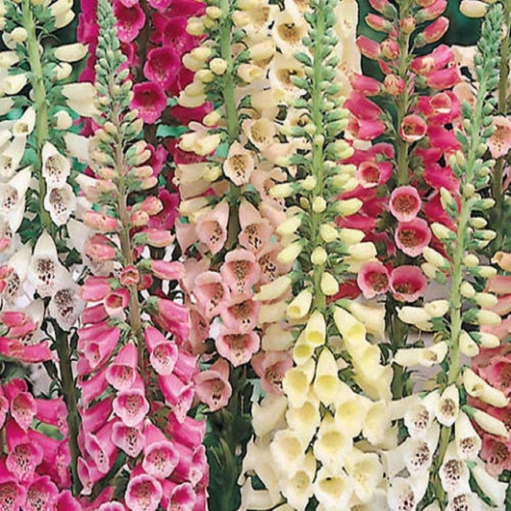 Foxglove Vibrant Mix, Great for Hummingbirds . 1000 Seeds Free Shipping!