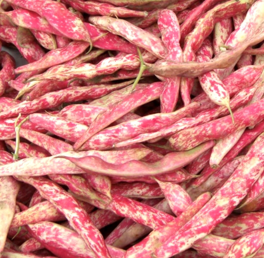 French Horticulture Shell Bean Seeds, Haricot Tarbais, NON-GMO, FREE SHIPPING