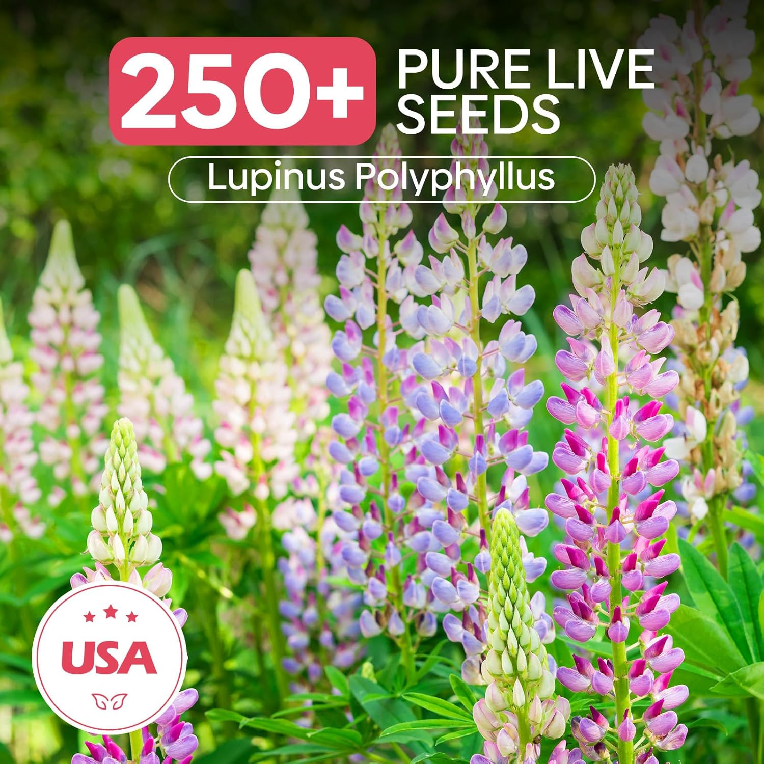 Russell Lupine Seeds, Lupinus Polyphyllus 36-48 Inch Tall Mix Color Flower, Red,