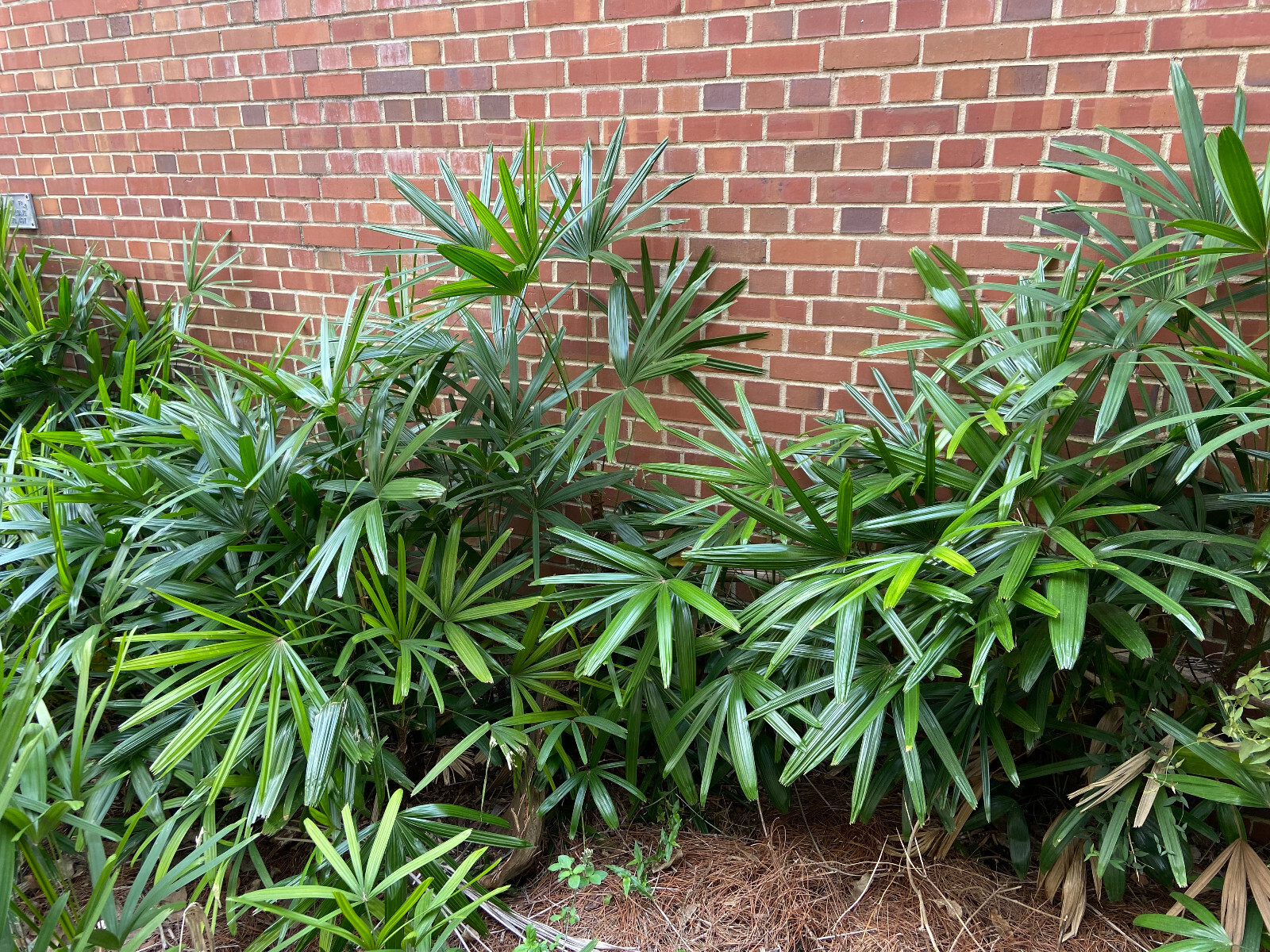 Rhapis excelsa Seeds. Lady Palm. Cold-Hardy!