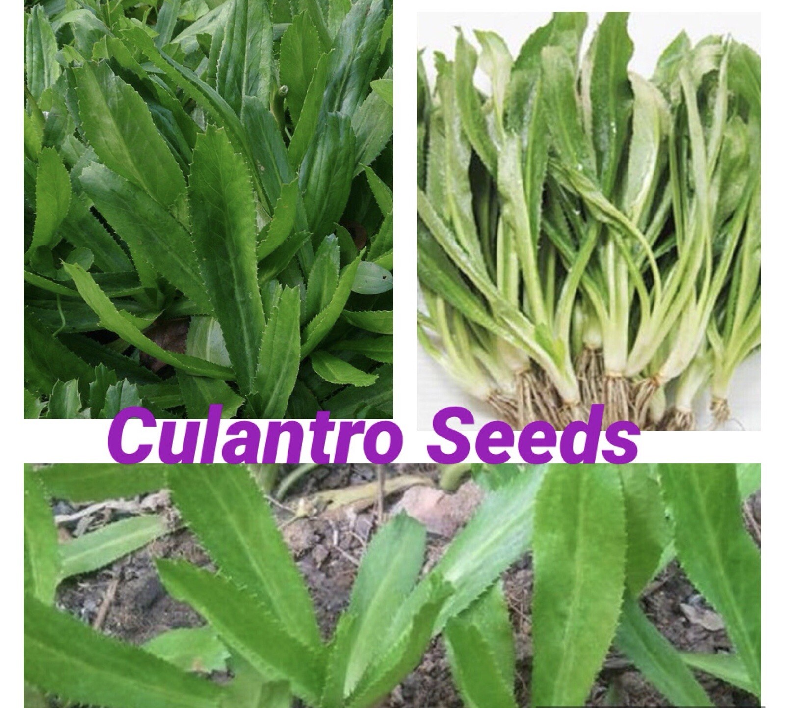 500+ SEEDS Culantro Seeds For Planting BUY2GET1FREE (add2incart)