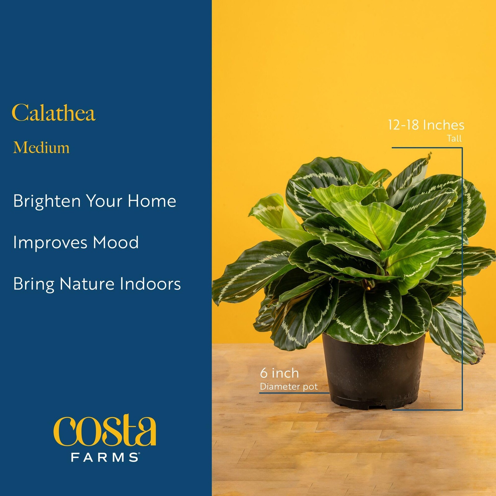 Calathea Dottie Live Plant in Self Watering Pot, Indoor Houseplant, Perfect f…