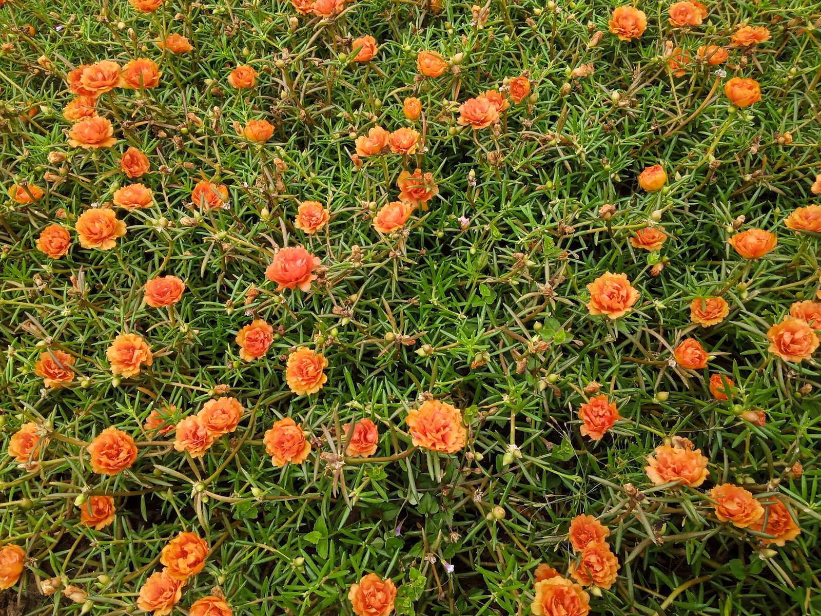 100 ORANGE PORTULACA Moss Rose Portulaca Grandiflora Flower Seeds *Comb S/H