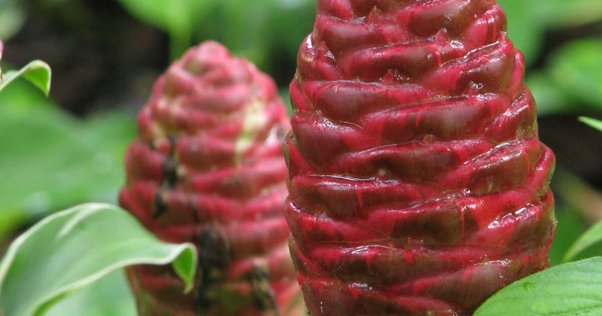 4 Shampoo Ginger Rhizomes, Zingiber Zerumbet, Pine Cone, Free Ship
