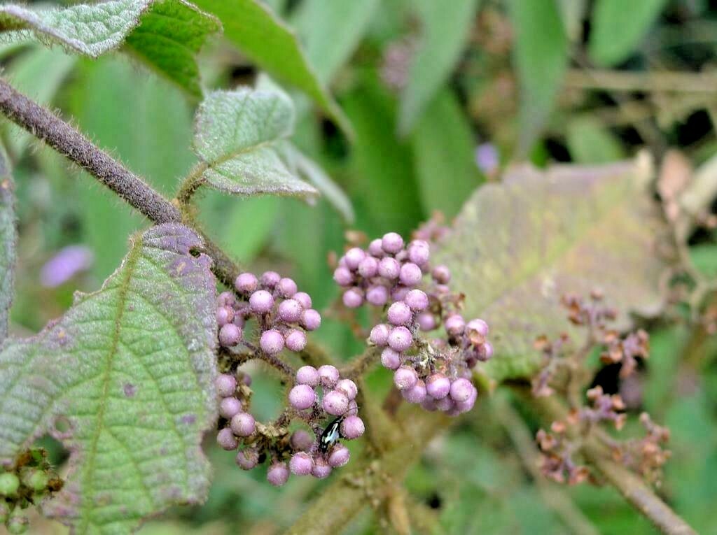 20 BAMBOO LEAF BEAUTYBERRY SEEDS – callicarpa pilosissima