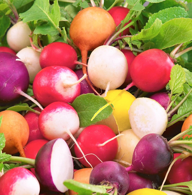 Crayon Colors Mix Radish Seeds | USA Garden Vegetable Rainbow Radishes Seed 2024