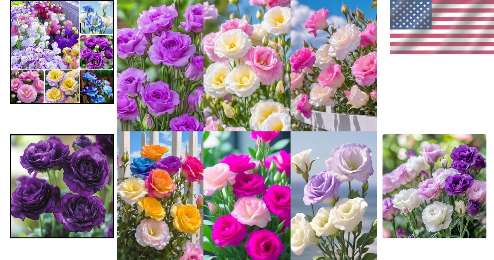Enjoy 950+ Mixed Lisianthus Seeds – Heirloom Thornless Roses for Outdoor Beauty