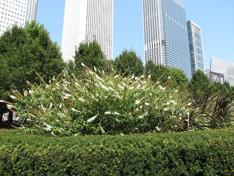 Butterfly Bush, Buddleia davidii, Shrub Seeds
