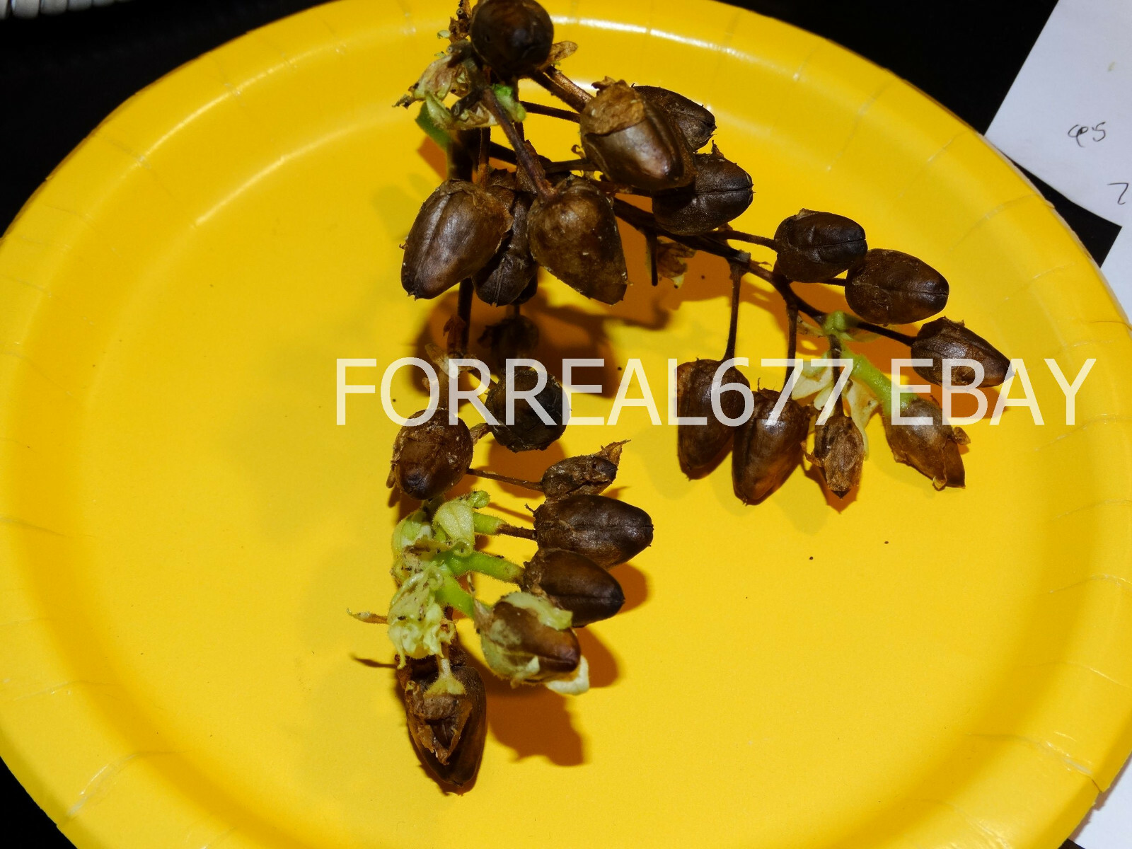 HEIRLOOM TURKISH BLACK SEA BASMA 2000+ SEEDS BEST AROMATIC ORIENTAL TOBACCO 2023