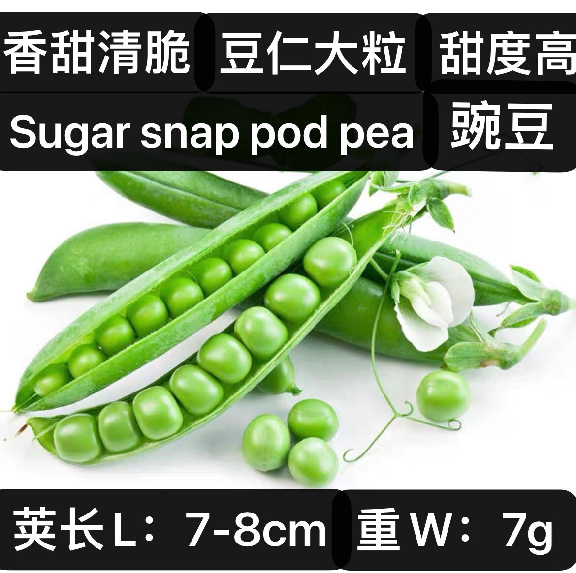 Pea seed set:snow pea,sugar snap pod pea,super pea shoots每种25粒甜豆种籽：荷兰豆豌豆豌豆苗2023年