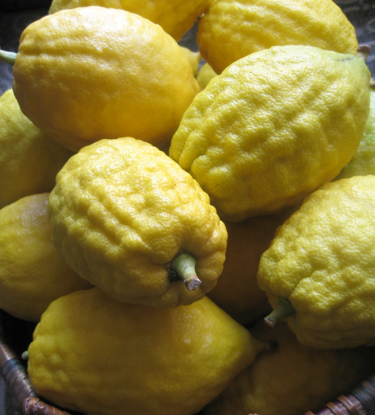 Citron Seeds – Citrus medica – Fragrant Evergreen Fruit Tree Etrog Lemon TCM
