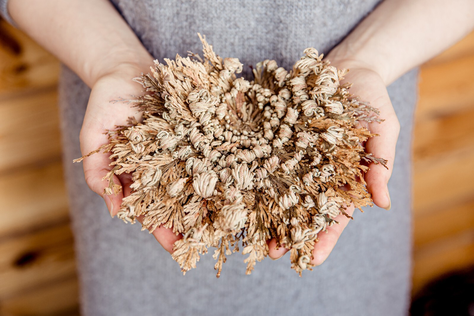 Rose of Jericho Flower Resurrection Rose Flor de Peña Selaginella Lepidoph Plant
