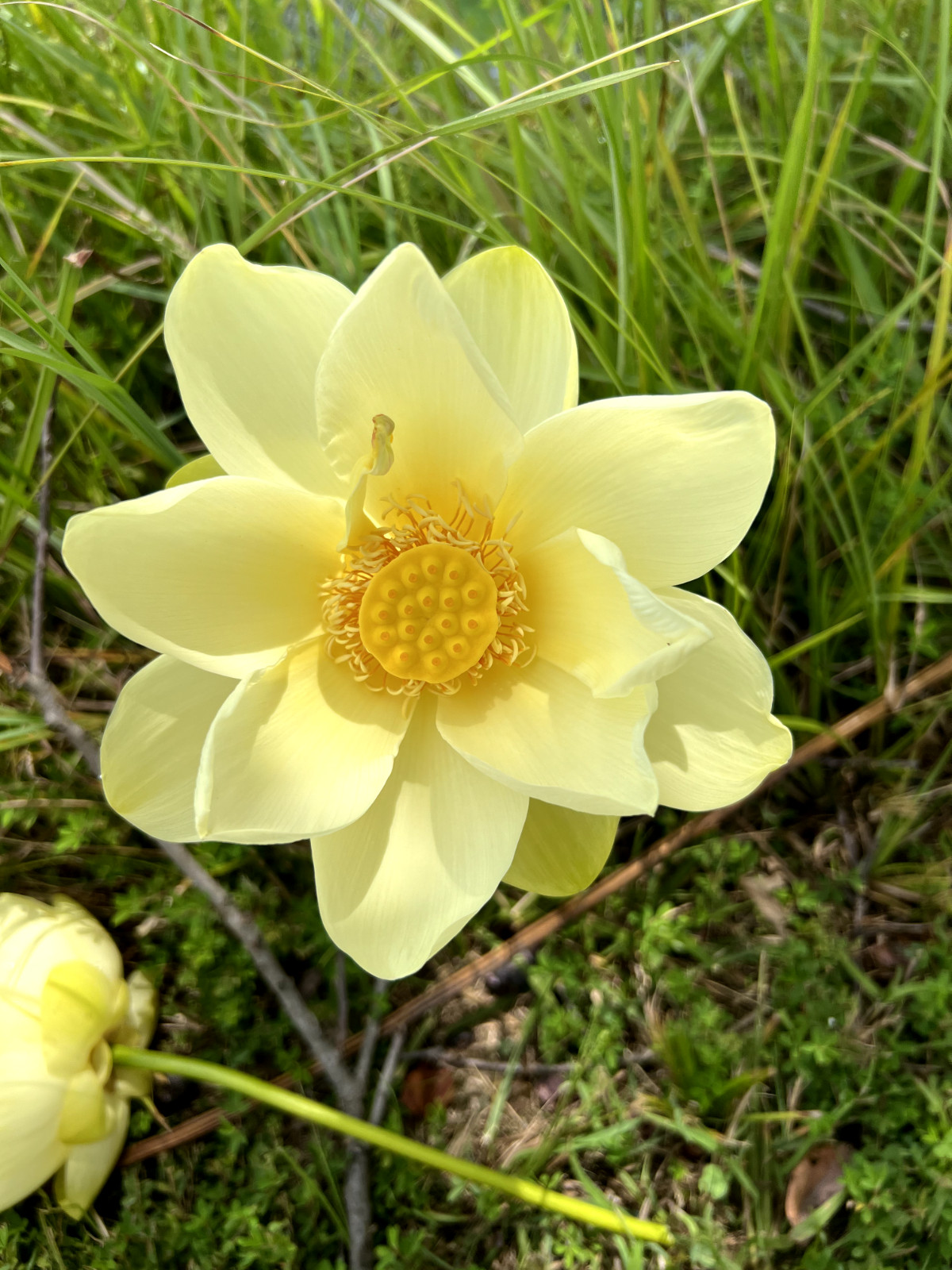 10 Seeds Yellow Lotus Flower Seeds American Water Lily for Pots or Pond