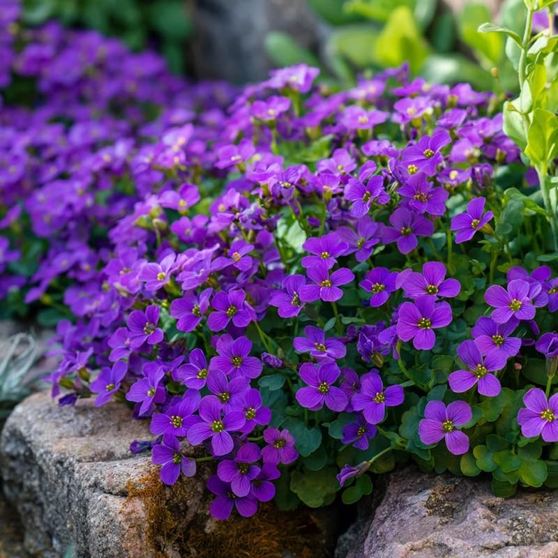 200+ Ground Cover Rockcress Seeds for Vibrant Garden Planting