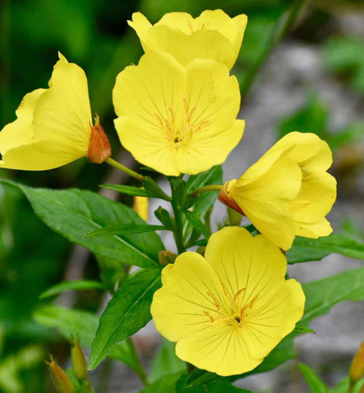 EVENING PRIMROSE Native Heirloom Oenothera Wildflower Yellow Non-GMO 1000 Seeds!