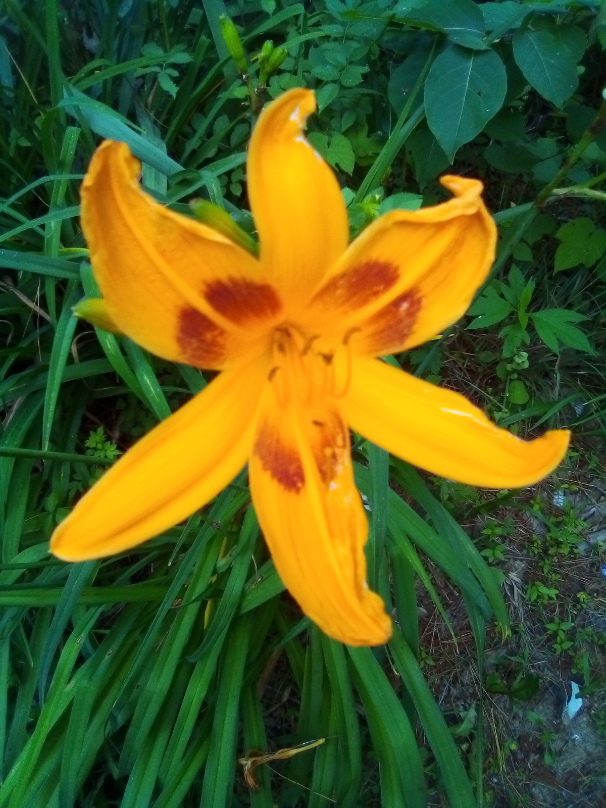 Daylily seeds ALL Kinds All Colors Perennial 35 plus seeds