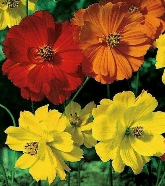COSMOS SEEDS 100+ BRIGHT LIGHTS FLOWER MIX orange YELLOW ANNUAL Free Shipping