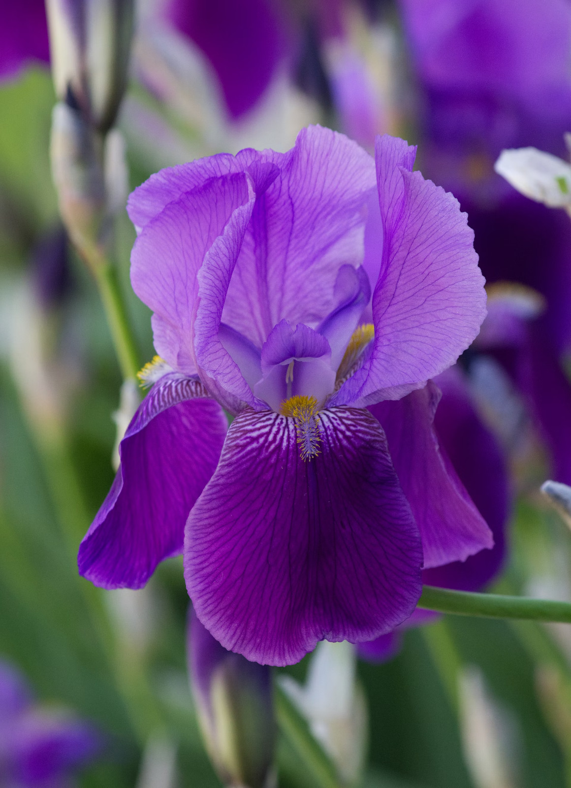 6x MIXED VARIETIES/COLORS BEARDED IRIS Bulbs/Rhizomes FRESH