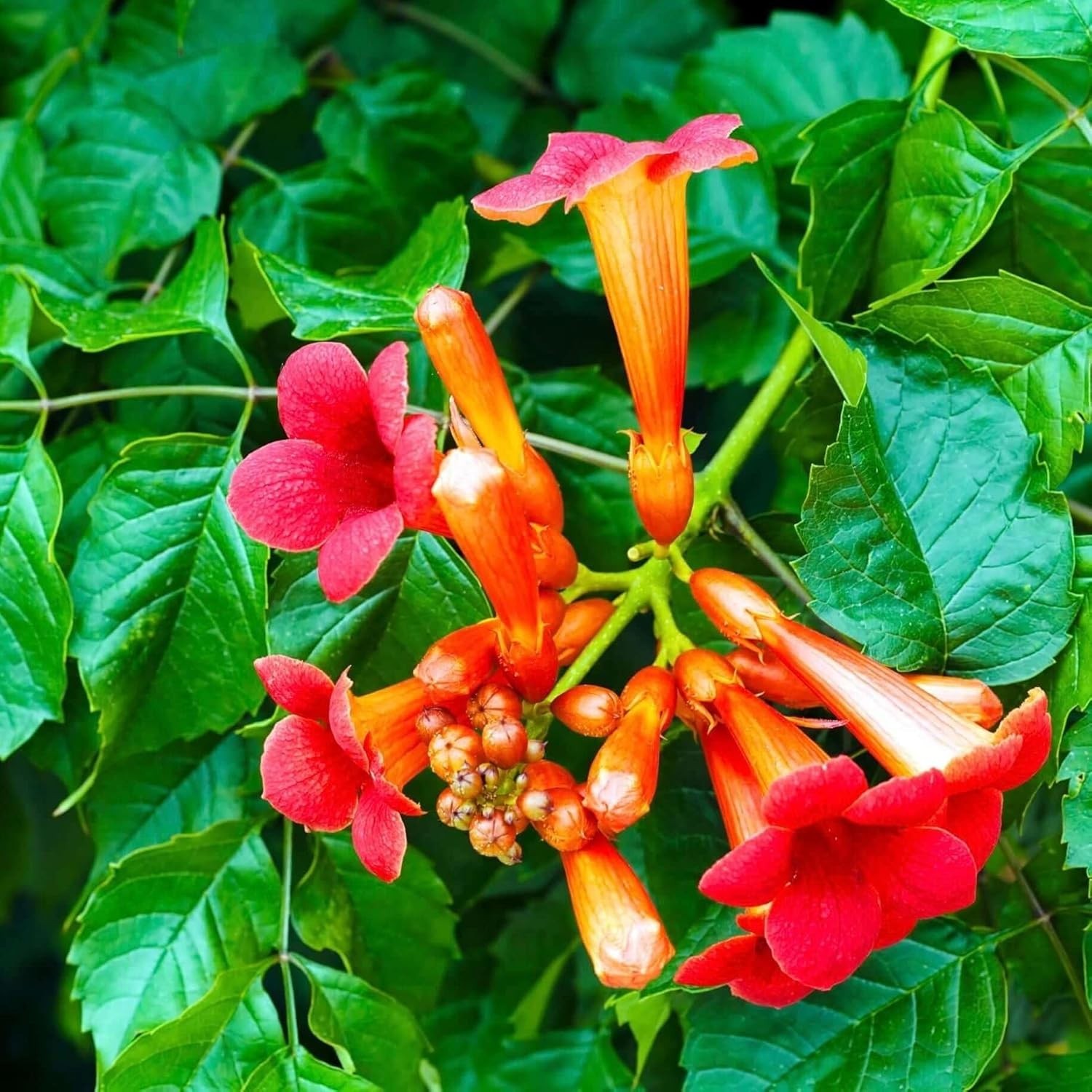100/300+Hummingbird Trumpet Vine Plant Seeds-Trumpet Creeper Seeds Non-GMO