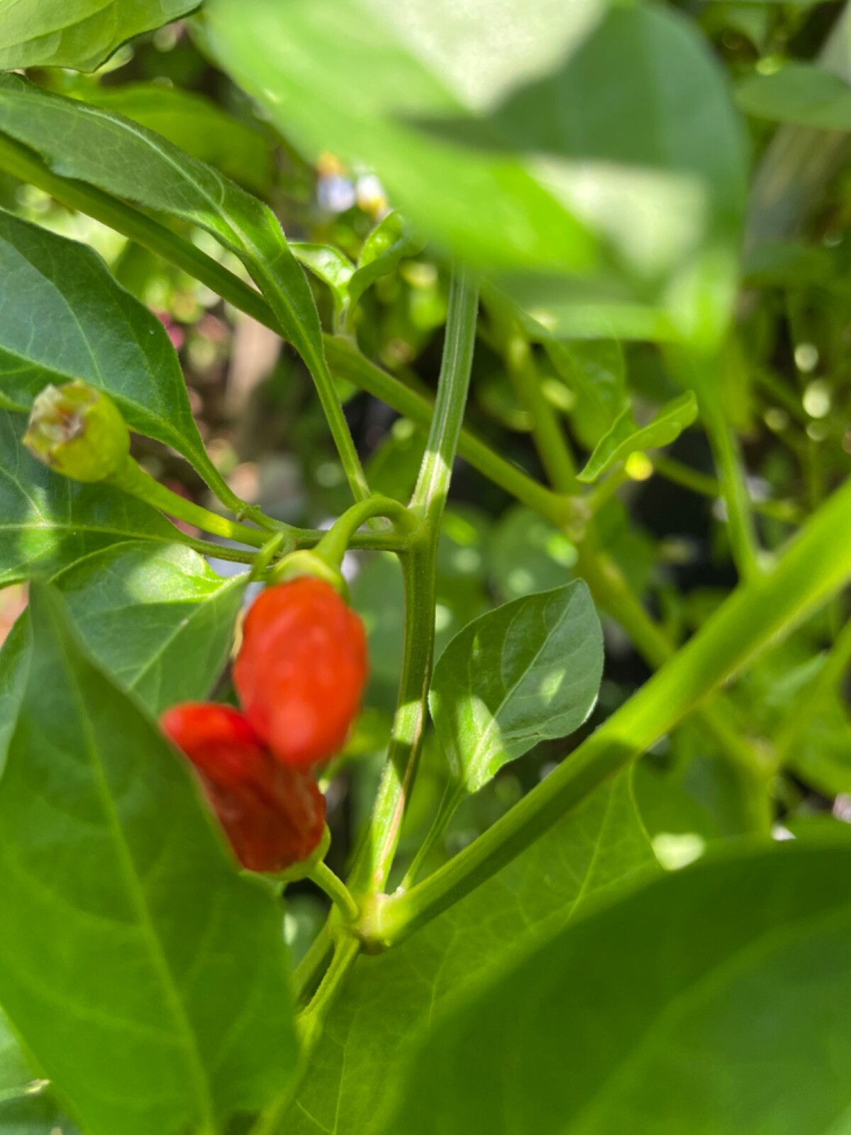 75 Tabasco Pepper Seeds Open Pollinated Heirloom Hot Flavorful No pesticides