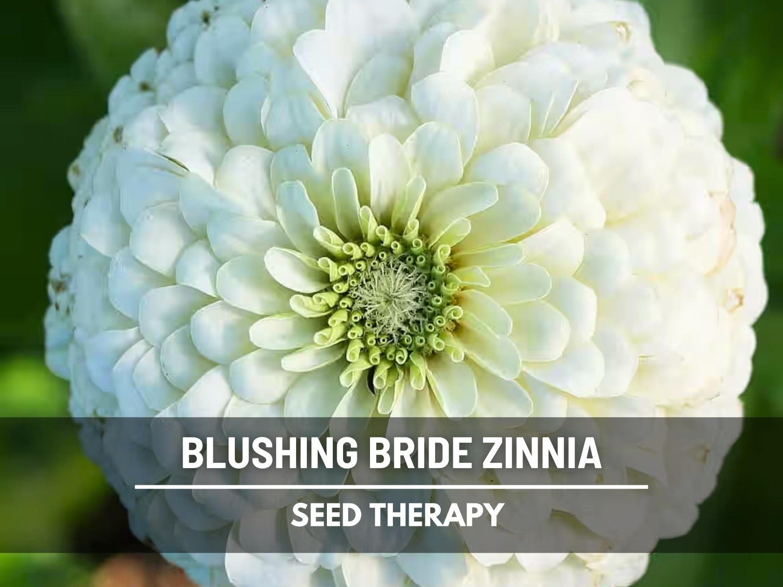 Blushing Bride Zinnia Seeds – Heirloom Flower, Large Double Blooms, White & Pink