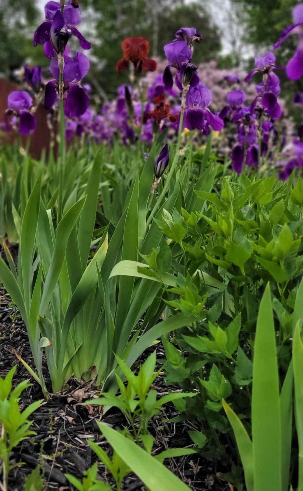 6 – Dark Purple COLORS BEARDED IRIS Bulbs/Rhizomes FRESH – Perennial