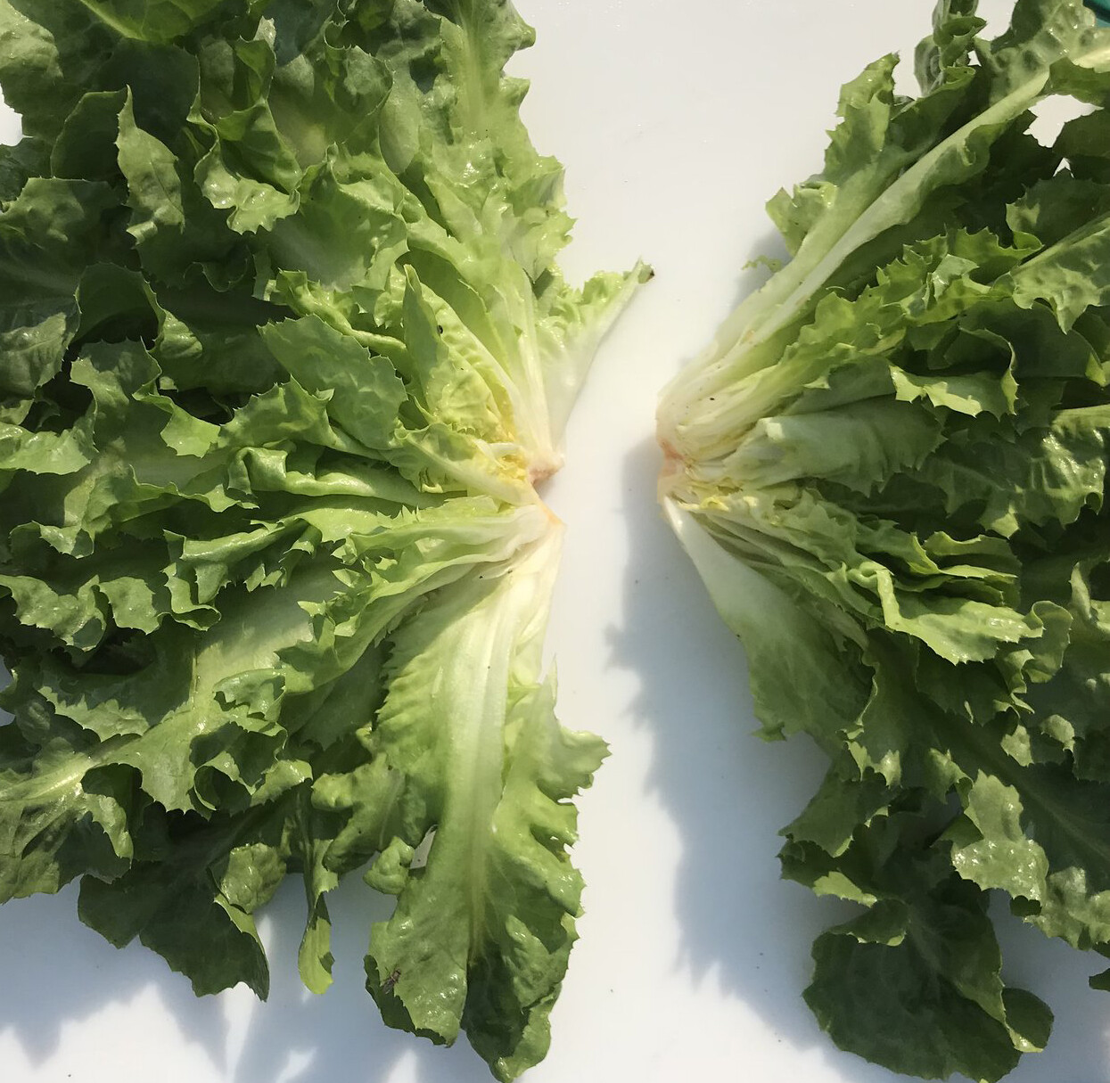 500+Broadleaf Batavian Endive Seeds(Cichorium endivia) Escarole Vegetable USA