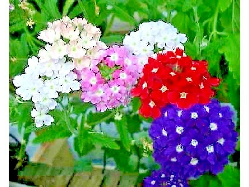 201+VERBENA MIX Flower Seeds Groundcover Hanging Baskets Container Flower Garden