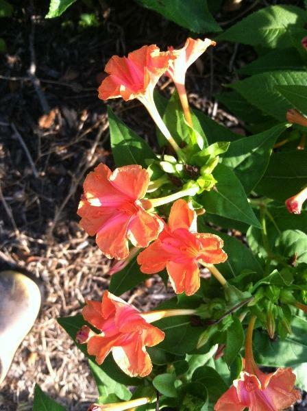 Mirabilis jalapa | Salmon Four O’clock | 5 Seeds