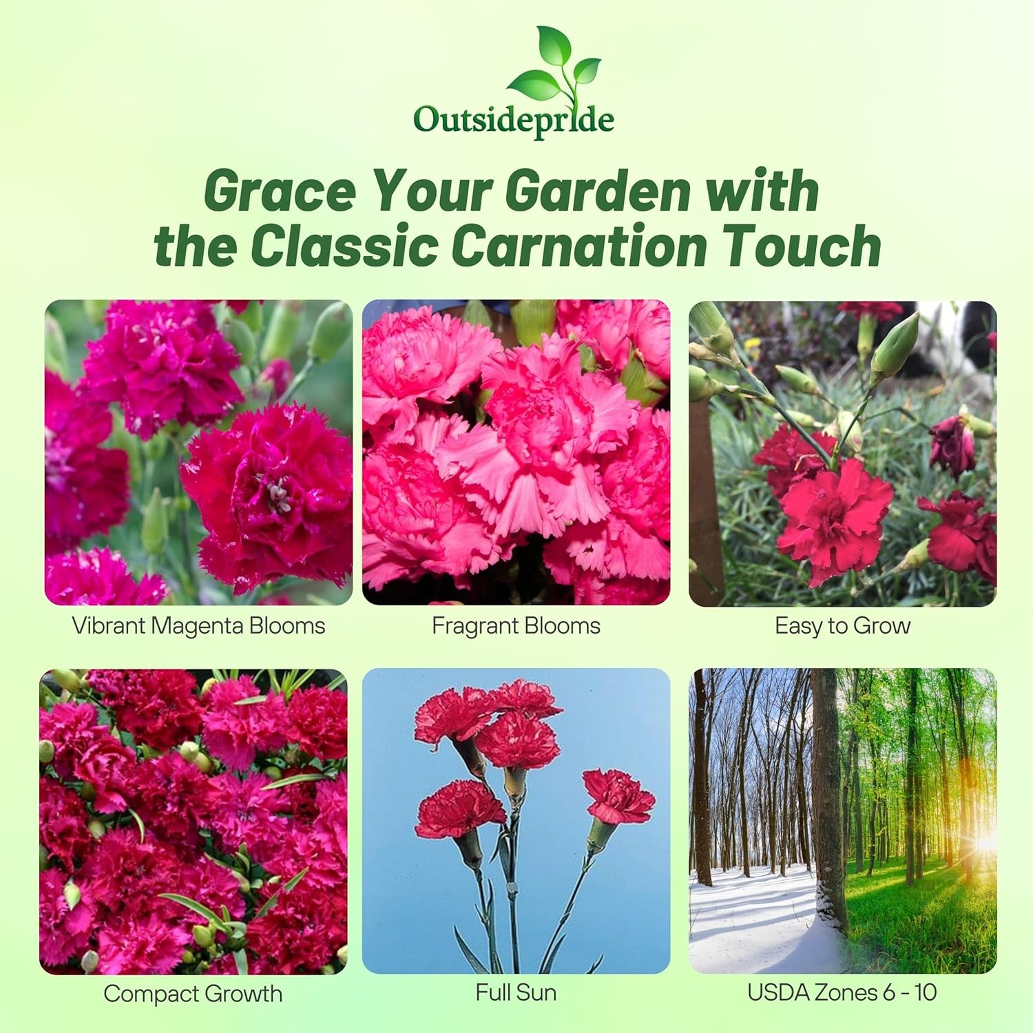 1000 Seeds Carnation Seeds – Dianthus Caryophyllus Chabaud Magenta Flower Seed