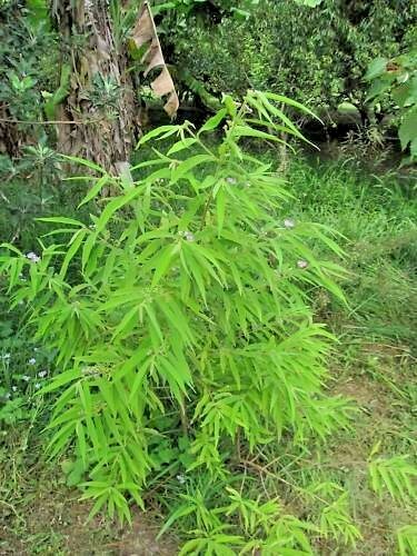 20 BAMBOO LEAF BEAUTYBERRY SEEDS – callicarpa pilosissima