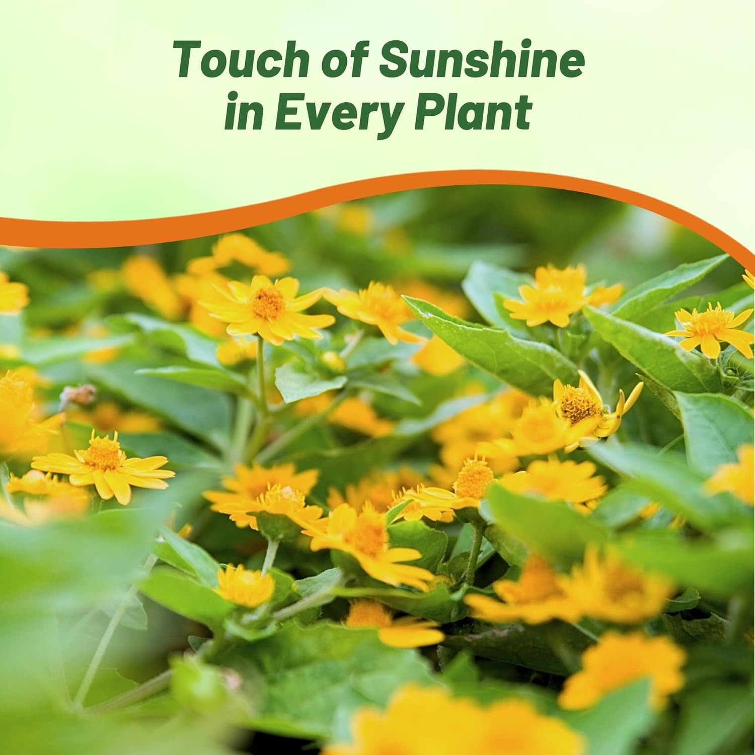 200 Seeds Melampodium Derby Seeds – Butter Daisy Melampodium Paludosum