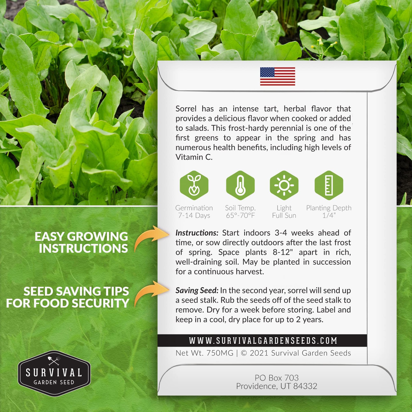 Buy Sorrel Seeds Large Leaf Perennial Vegetable for Edible Greens 5 Packs