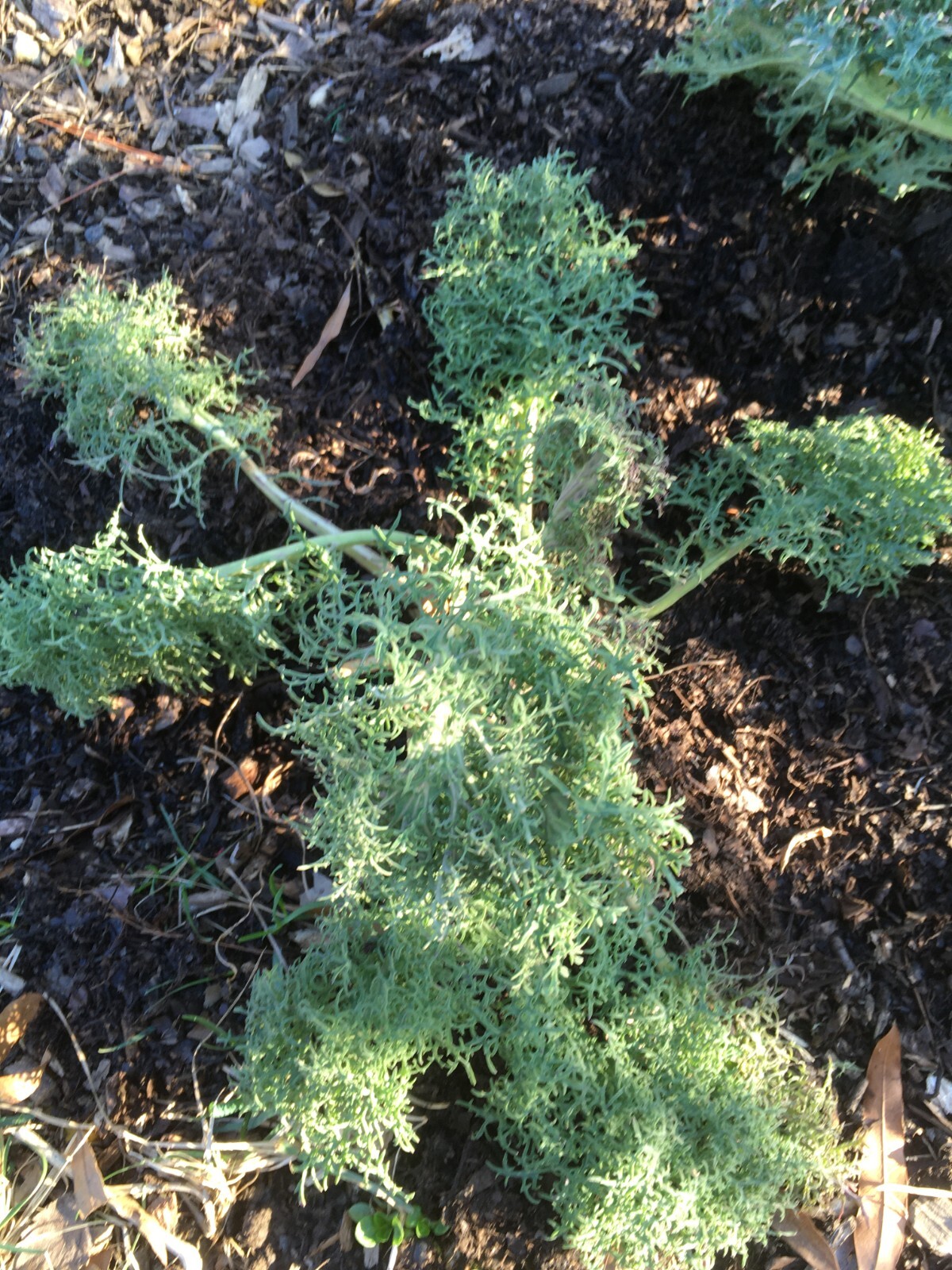 150 seeds of Frilly or Lacy Kale, 2024 harvest, organically grown, Free S/H