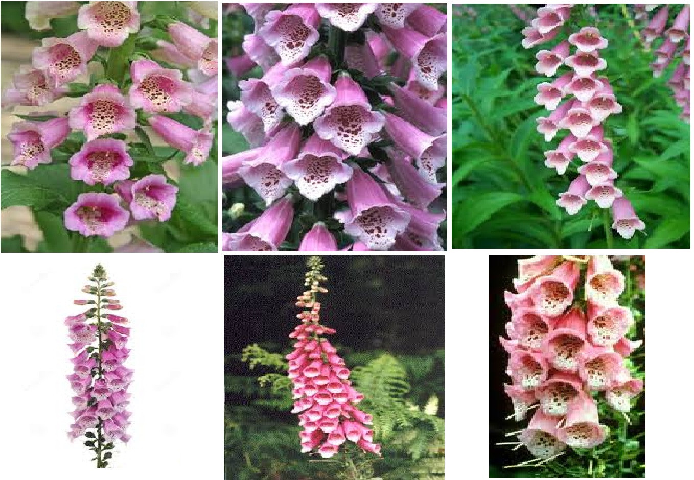 PINK and WHITE FOXGLOVE FLOWER Seeds Over 100 + SEEDS USA Seller