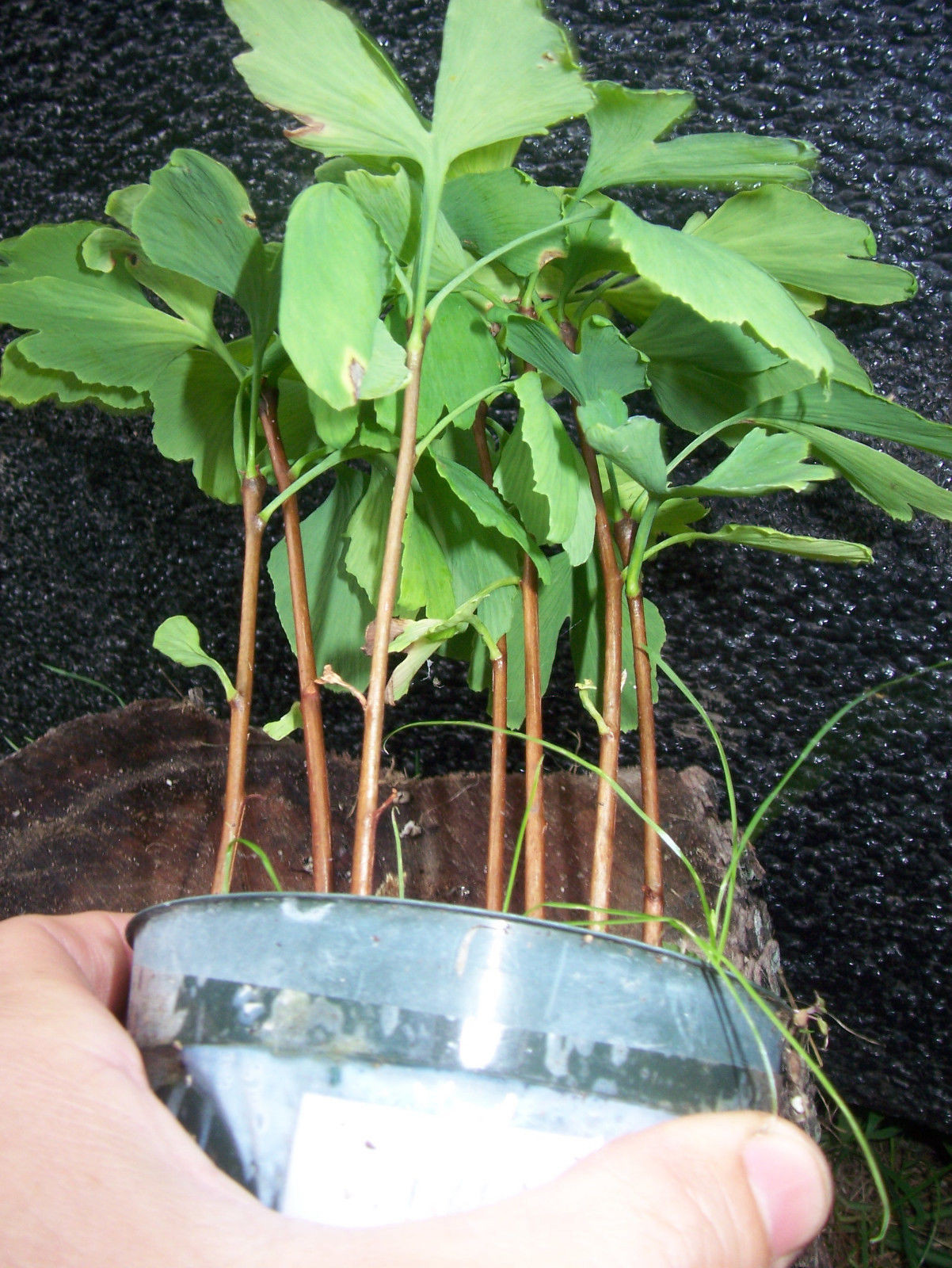 One ginkgo biloba plant 1 yo. Sent with roots wrapped. 4-6 inches tall
