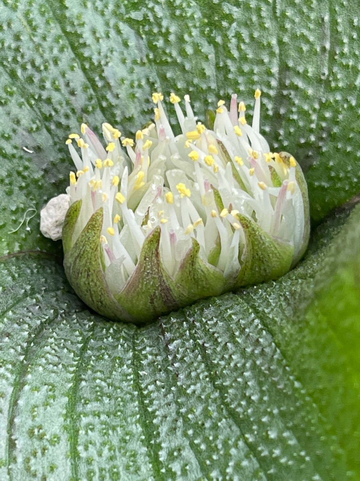 Bulbs D, CHOOSE 2: Lachenalia mutabilis, pusilla, quadricolor, Massonia,
