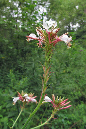 Oenothera gaura | Biennial Gaura | Beeblossom | 10 Seeds