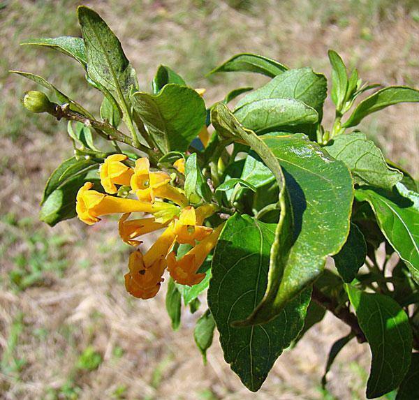Cestrum auriculatum | Orange Peel or Zest | 5 Seeds