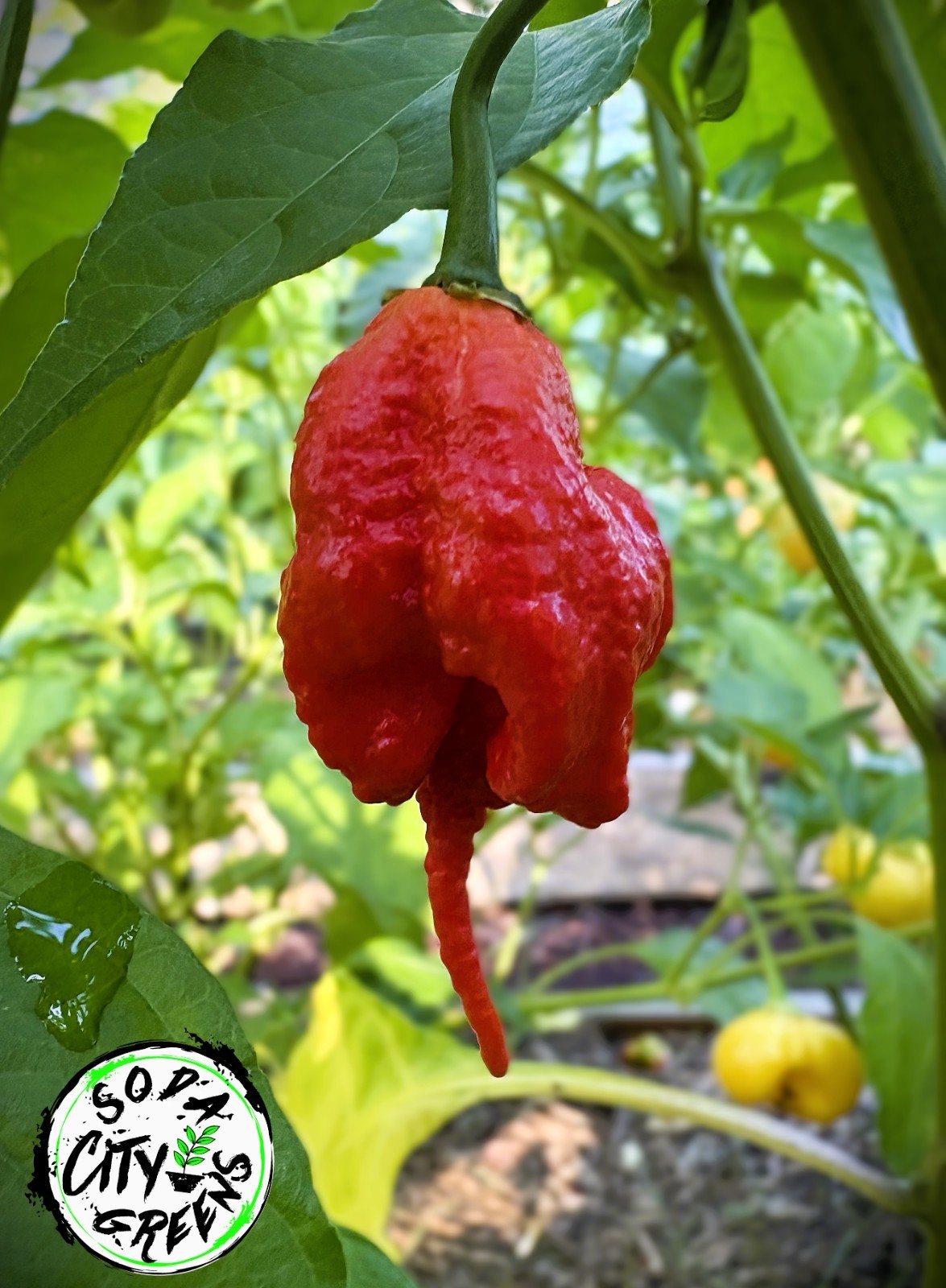 Primotalii Hot Pepper Seeds 10+