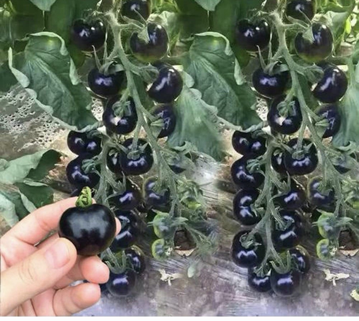 Black Cherry Tomato Seeds Heirloom Non GMO Sweet Juicy Garden Planting 50 Seeds