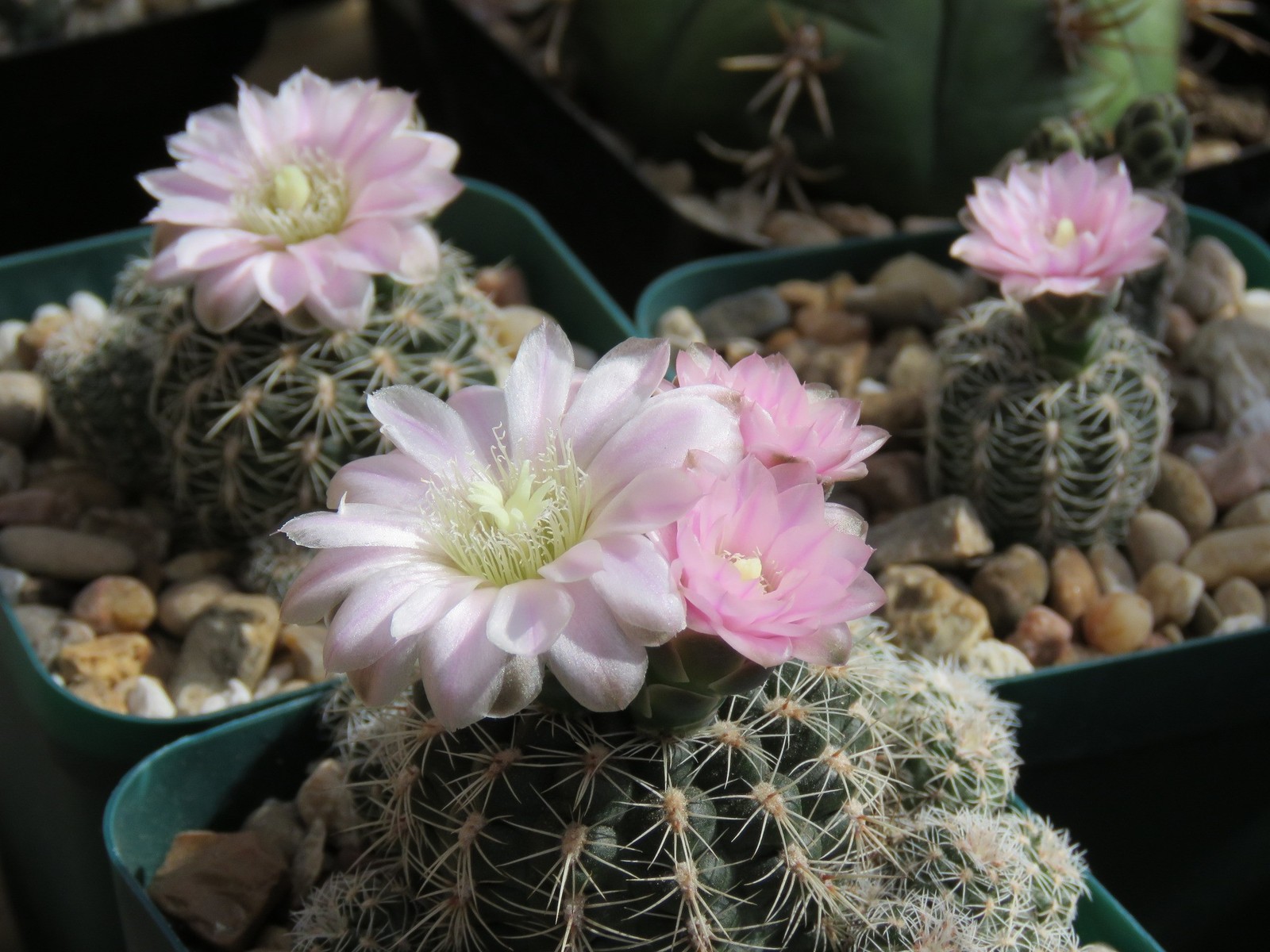 Seed- Gymnocalycium bruchii 25 seeds (2025)