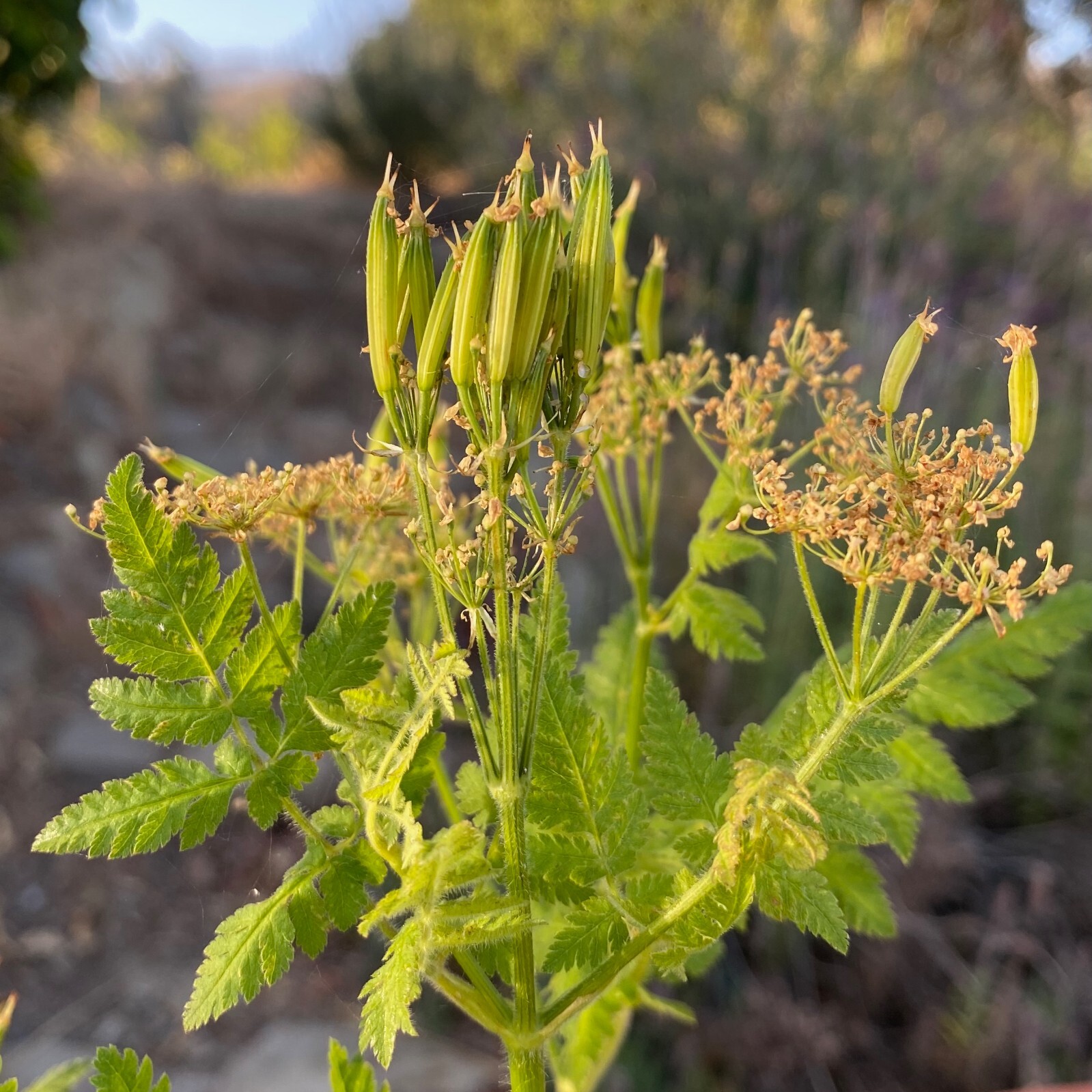 Sweet Cicely Garden Myrrh Chervil Seeds: Bulk or Packet Size, Non-GMO, Perennial