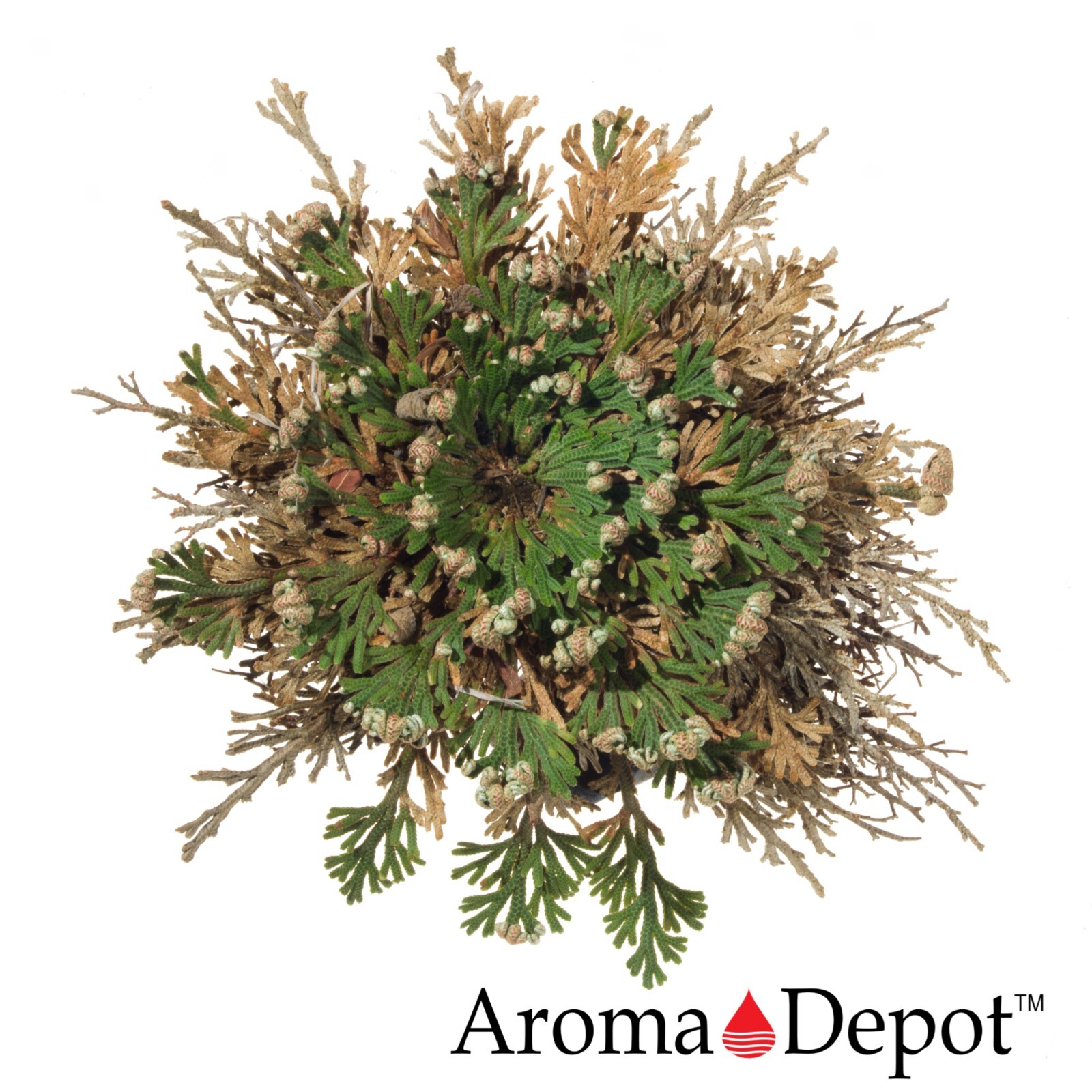 Rose of Jericho Flower Resurrection Rose Flor de Peña Selaginella Lepidoph Plant