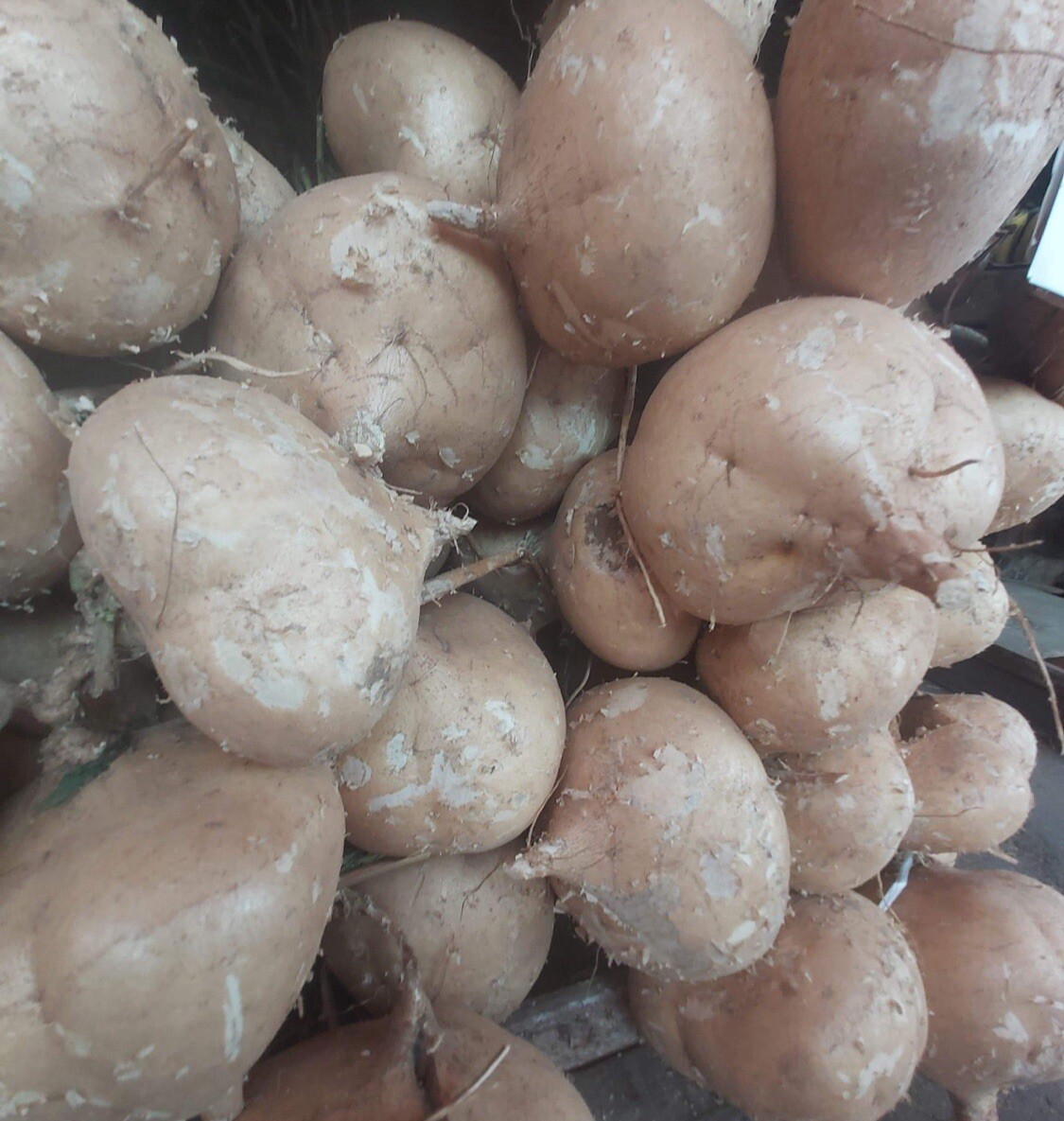 20+ SEEDS- Jicama seeds, Pachyrhizus erosus , Mexican yam bean/turnip