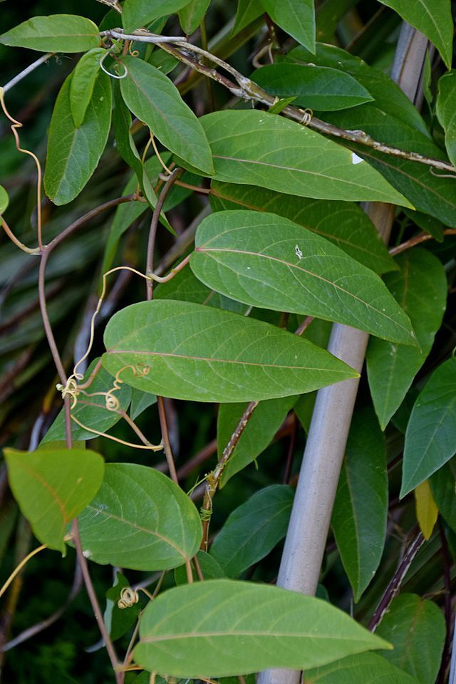 PASSION FLOWER Seeds BULK *Free Shipping* Passiflora maliformis Vine Seeds
